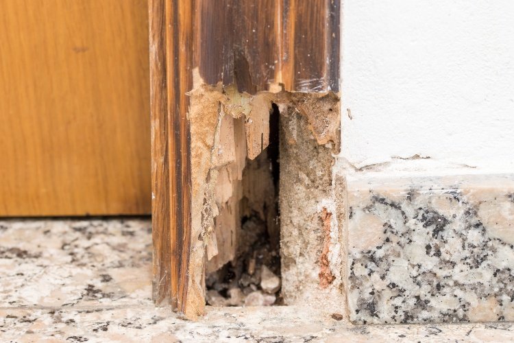 Termite damage wood destruction found during Houston home inspection - structural damage requiring professional pest inspection and treatment